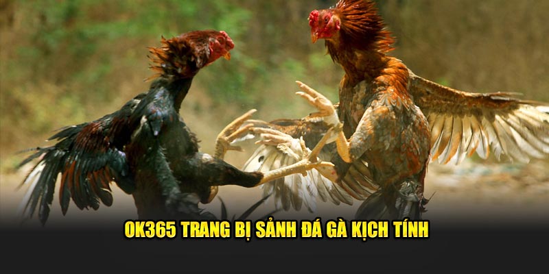 OK365 trang bị sảnh đá gà kịch tính OK365 trang bị sảnh đá gà kịch tính